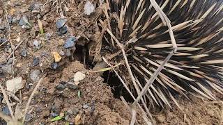 Australian animals on the farm  Echidna [upl. by Nyltyak]