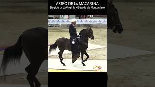 ASTRO DE LA MACARENA TROTE Y GALOPE troteygalope horse shortsvideo [upl. by Durning]