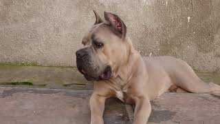 Cane corso formentino [upl. by Merla]