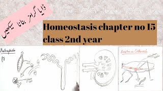 how to draw diagrammes of protonephridia metanephridia malpighian tubules human kidney and nephron [upl. by Yremogtnom]