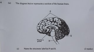 KCSE Biology paper 2 2011 questions answers quiz exams revision sciences passexams [upl. by Sabu]