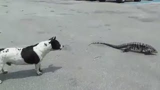 Cachorro feroz Vs Lagarto Teiú  Dog real battle Vs monitor lizard battle  SJLeandro [upl. by Volkan]