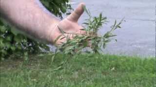 Crabgrass Identifying and Removing it [upl. by Ardnoik]