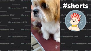 Shih Tzu BathampGrooming  Im him Favorite Groomer [upl. by Enneyehc583]