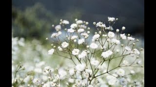 BABY BREATH  GYPSOPHILA ELEGANS SEEDLING GROWTH TIMELAPSE WEEK 1 [upl. by Mano996]