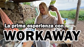 TENERIFE 2021  Il prezzo di alloggiare GRATIS con Workaway [upl. by Lamrert707]