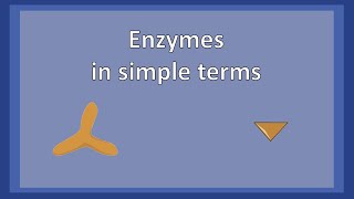 Enzymes in simple terms [upl. by O'Carroll]