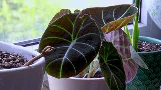 Alocasia reginula Black Velvet Time Lapse [upl. by Aubine]