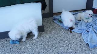 Ellies Bichon Puppies [upl. by Adran]