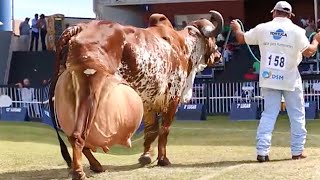 World highest milking Gir cow  Red sindi cow ⭐️ Full detailed video [upl. by Amandie]