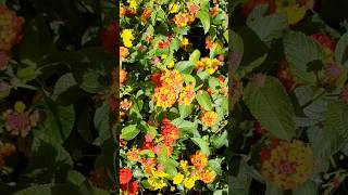 Lantana Flowers  Lantana Camara  Brac  Croatia [upl. by Hairem]