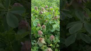 Purple dead nettle [upl. by Annoif]