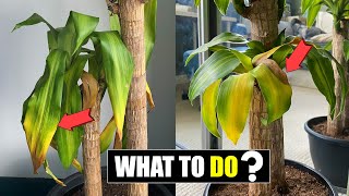 How to fix Dracaena leaves turning yellow [upl. by Bensen]