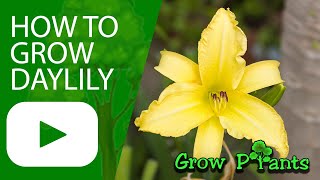 How to grow Daylily plant Hemerocallis [upl. by Enrobyalc]