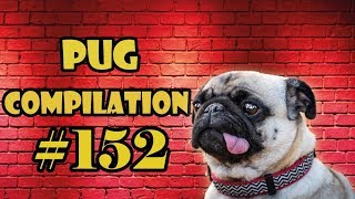 Pug Compilation 152  Funny Dogs but only Pug Videos  Instapug [upl. by Barclay]