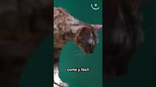 5 razas de gatitos hipoalergénicos [upl. by Inalan873]