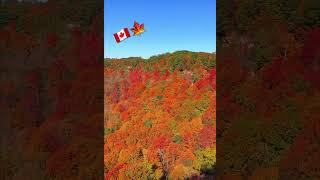 ਪੱਤਝੜ ਕੇਨੈਡਾ ਦੀ 🇨🇦🍁 Canada Fall Colors 2024  Babbu Mann canada babbumaan fallcolors [upl. by Kirrad913]