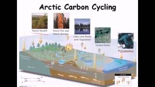 24 Carbon cycle nitrogen cycle [upl. by Ricca]