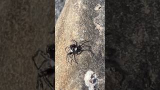 FACE TO FACE araña jumpingspiders spider [upl. by Chantalle650]