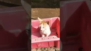 Cute kitten🐈part34youtubeshorts kitten [upl. by Edgardo]