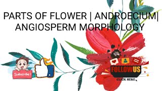 ANDROECIUMPARTS OF FLOWERANGIOSPERM MORPHOLOGY partsofflowerbotanybotanylectures [upl. by Adnoloy763]