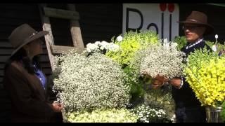 Gypsophila Culture amp Tips [upl. by Rozamond]