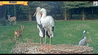 MakovCZ Nest of storks Honzik and Johanka 2024Months 9 and 10 [upl. by Oag]