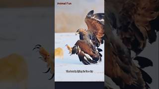 On seeing the eagle the rabbit starts jumping continuously S 63 🙄🥱 animals wildlife shorts [upl. by Voltmer]