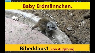 Ein Erdmännchen Baby [upl. by Karlotta892]