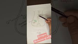 Reserpine mechanism of action  adrenergic antagonistic drug  pharmacology pharmacy [upl. by Ahsaeyt224]