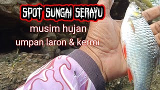 mancing ikan brek menggunakan umpan laron dan cacing kermi [upl. by Narayan]