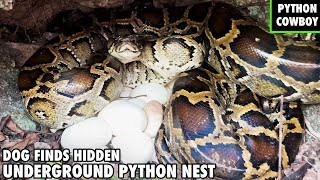 Florida Python Dog Finds Huge Python Laying On Underground Nest [upl. by Nelo]