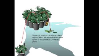 Phytophthora disease cycle [upl. by Netsrik20]