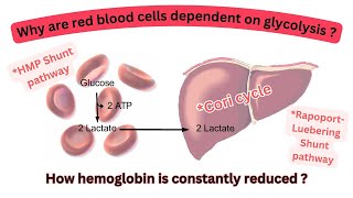 Why red blood cell rely on glycolysis for ATP productionCori cycleHMP amp Rapoport Luebering Shunt [upl. by Marcellina764]