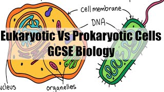 Eukaryotic vs Prokaryotic Cells  GCSE Biology [upl. by Amsirak535]