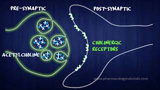 Toxicology of Acetylcholinesterase Inhibitors I  Neurotransmission [upl. by Ocnarfnaig]