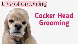 Grooming a Cocker Spaniels Head [upl. by Notned]