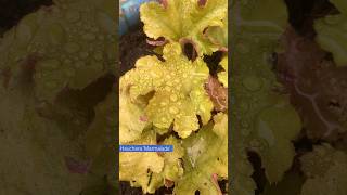 Admiring the raindroplets on Heuchera Marmalade [upl. by Calvinna540]