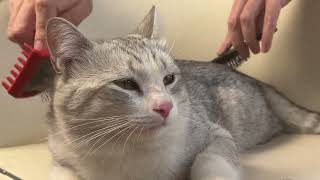 Frantic ASMR brushing and cats contented purring in response [upl. by Amyaj713]