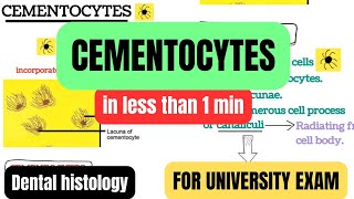 cementocytescells of cementumin 1 mincementumprofessional examDental histologyBDSDentoTuber [upl. by Odnolor]