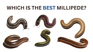 Which is the best pet millipede Overview of different millipede species [upl. by Tamsky]