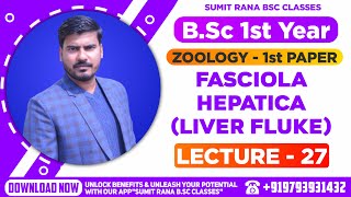 Lt27 Fasciola hepatica Liver Fluke Part  1  Zoology 1st Paper  BSc 1st Year [upl. by Laurentia]