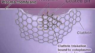 Clathrin  Membrane Protein [upl. by Sparky]