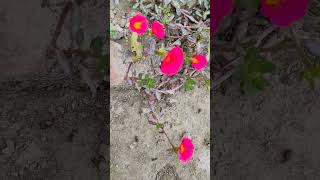 Portulaca grandifloragardenflowers flowers gardening garden nature [upl. by Neerahs]