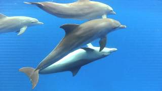 Dolphins mating in the wild [upl. by Siegel]