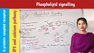 phospholipid signalling pathway in hindi  IP3 DAG pathway  in plants  signal transduction  GPCR [upl. by Wayland]