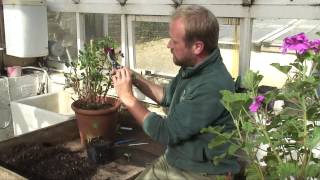 Mygrove Growing cuttings from plants [upl. by Tannie]