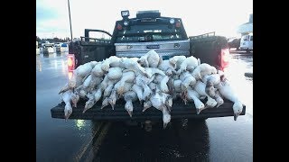 Dozens of geese fall from the sky into parking lot during storm [upl. by Norris]