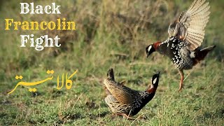 Teetar Fight  Black Francolin Fight  Kala Teetar Ki Awaz  Kala Teetar Voice [upl. by Sigismondo872]