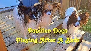 Papillon Dogs Playing After A Bath [upl. by Acinomaj327]